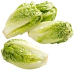 Römersalat Extra fein im Angebot bei REWE in Aschaffenburg Römersalat Extra fein Angebote von REWE Feine Welt bei REWE Aschaffenburg für 1,79 €