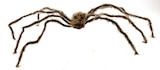 XXL-Spinne Angebote bei Thomas Philipps Schwerin für 5,00 €
