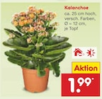 Kalanchoe bei Netto Marken-Discount im Prospekt "" für 1,99 €