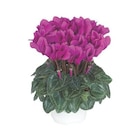 Promo Mini cyclamen magenta fonce - Le pot de diamètre 10,5 cm à 3,99 € dans le catalogue Botanic à Dijon