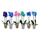 Orchidée teintée 2 tiges - Carrefour à Nantes Orchidée teintée 2 tiges en promo chez Carrefour Nantes à 14,99 €