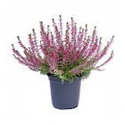 Gamm vert Contres - Promo Callune unicolore Promo Callune unicolore à 1,67 € dans le catalogue Gamm vert à Contres
