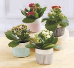 Kalanchoe en promo chez Super U Orléans à 2,99 €