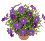 XXL-Clematis bei Thomas Philipps im Nuthe-Urstromtal Prospekt für 4,99 €