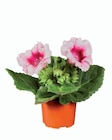 Gloxinia en promo chez Lidl Aix-en-Provence à 2,99 €