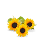 Sonnenblumenöl im Angebot bei Kaufland in Dortmund Sonnenblumenöl Angebote von K-CLASSIC bei Kaufland Dortmund für 1,29 €