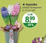 Hyazinthe von  im aktuellen V-Markt Prospekt für 8,99 €