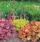 Heuchère pot 0.75 litre dans le catalogue Intermarché