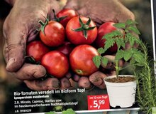 Tomatenpflanze im aktuellen BAUHAUS Prospekt für 5.99€