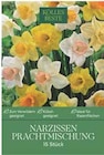 Pflanzen Kölle - Narzissen Prachtmischung Angebot im Prospekt Narzissen Prachtmischung bei Pflanzen Kölle im Prospekt "" für 6,99 €