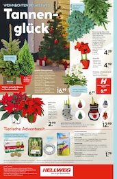 Weihnachtsbaum im Hellweg Prospekt Weihnachtsbaum im Hellweg Prospekt Die Profi-Baumärkte auf S. 16