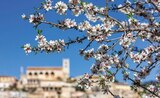 Spanien / Mallorca – Erleben Sie die Pracht der Mandelblüte im Angebot bei REWE in Göttingen Spanien / Mallorca – Erleben Sie die Pracht der Mandelblüte Angebote von REWE Reisen bei REWE Göttingen für 749,00 €