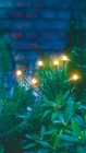 Solar-Gartenstecker Glühwürmchen von Garden Dream im aktuellen Netto mit dem Scottie Prospekt