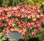 Hängepetunie Selektion Ampel von Kölles Beste im aktuellen Pflanzen Kölle Prospekt