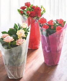 Rosier déco sisal - Aldi à Montpellier Rosier déco sisal en promo chez Aldi Montpellier à 3,99 €
