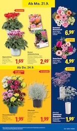 Gartenpflanzen im Lidl Prospekt LIDL LOHNT SICH auf S. 21