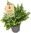 REWE Pforzheim - Scheinmyrte Angebot im Prospekt Scheinmyrte bei REWE im Pforzheim Prospekt für 1,99 €