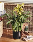 Jardiland Gometz-le-Châtel - Promo Cymbidium ECLOZ Promo Cymbidium ECLOZ à 22,99 € dans le catalogue Jardiland à Gometz-le-Châtel
