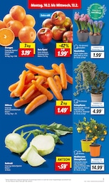 Pflanzen Angebot im aktuellen Lidl Prospekt auf Seite 3