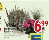 Bepflanzter Spankorb im Angebot bei EDEKA in Ravensburg Bepflanzter Spankorb Angebote bei EDEKA Ravensburg für 6,99 €