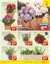 Hortensie im Netto Marken-Discount Prospekt in Paderborn Aktueller Netto Marken-Discount Prospekt mit Hortensie, "Aktuelle Angebote", Seite 12