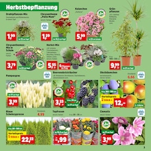 Beeren Angebot im aktuellen Thomas Philipps Prospekt auf Seite 3