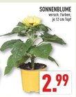 SONNENBLUME im Angebot bei Marktkauf in Dortmund SONNENBLUME Angebote bei Marktkauf Dortmund für 2,99 €