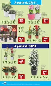 Promo Amaryllis dans le catalogue Aldi du moment à la page 25