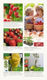 Pflanzen Kölle Weintrauben im Prospekt Pflanzen Kölle Weintrauben im Prospekt