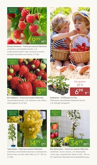 Erdbeeren im Pflanzen Kölle Prospekt "FRÜHLINGS-ERWACHEN" mit 14 Seiten (Berlin)