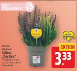Calluna "Trio Girls" von EDEKA Regional im aktuellen E center Prospekt