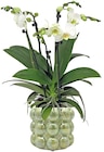 Aktuelles Orchidee »Big Five« Angebot bei REWE in Jena ab 19,99 €