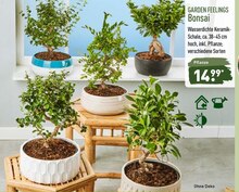 Bonsai bei ALDI Nord in Hagen Bonsai im Angebot bei ALDI Nord Hagen für 14,99 €