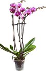 Orchid Angebote bei Kaufland Rostock für 8,88 €