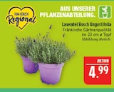 Lavendel Busch Angustifolia im Angebot bei Marktkauf in Fürth Lavendel Busch Angustifolia Angebote bei Marktkauf Fürth für 4,99 €