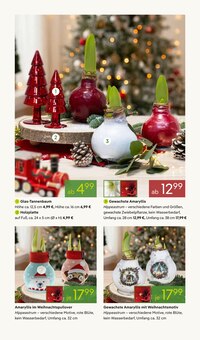 Zimmerpflanzen im aktuellen Pflanzen Kölle Prospekt (Nürnberg) Zimmerpflanzen im Pflanzen Kölle Prospekt "ADVENTS GLANZ" mit 18 Seiten (Nürnberg)