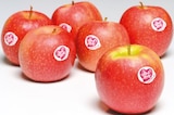 Netto mit dem Scottie Potsdam - Apfel Pink Lady Angebot im Prospekt Apfel Pink Lady bei Netto mit dem Scottie im Potsdam Prospekt für 1,99 €