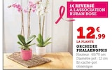 Orchidée Phalaenopsis en promo chez U Express Limoges à 12,99 €