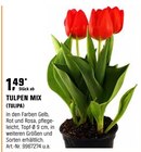 Tulpen Mix (tulipa) Angebote bei OBI Kamp-Lintfort für 1,49 €