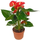 Aktuelles Flamingoblume Angebot bei Penny in Krefeld ab 4,99 €