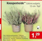 Zimmermann Burgdorf - Knospenheide Angebot im Prospekt Knospenheide bei Zimmermann im Burgdorf Prospekt für 1,29 €