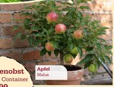 Aktuelle Äpfel Angebote bei Garten-Center Nordharz GmbH & Co. KG in Hannover Aktuelles Apfel Malus Angebot bei Garten-Center Nordharz GmbH & Co. KG in Hannover ab 26,99 €