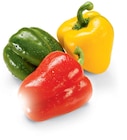 Paprika-Mix im Angebot bei Netto Marken-Discount in Neumünster Paprika-Mix Angebote bei Netto Marken-Discount Neumünster für 1,45 €
