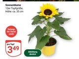 Sonnenblume im Angebot bei GLOBUS in Erfurt Sonnenblume Angebote bei GLOBUS Erfurt für 3,49 €