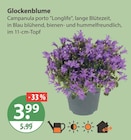 Glockenblume von  im aktuellen V-Markt Prospekt für 3,99 €