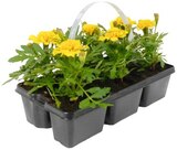 Tagetes Angebote bei REWE Greifswald für 3,99 €