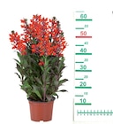 Plante vivace d'été - Lidl à Nîmes Plante vivace d'été en promo chez Lidl Nîmes à 2,79 €