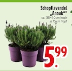 Schopflavendel „Anouk“ im EDEKA Prospekt Schopflavendel „Anouk“ im aktuellen EDEKA Prospekt für 5,99 €