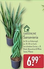 Sansevieria von GARDENLINE im aktuellen ALDI Nord Prospekt