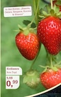 Aktuelles Erdbeere Angebot bei Garten-Center Nordharz GmbH & Co. KG in Braunschweig ab 0,99 €